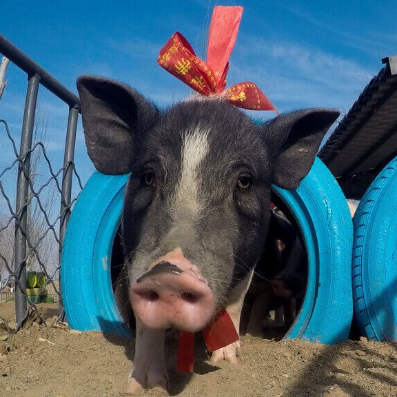 春节后猪价持续走低，2026生猪养殖何时扭亏？