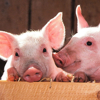 2026养猪业多重突破！这些&ldquo;惊喜&rdquo;你都发现了吗？