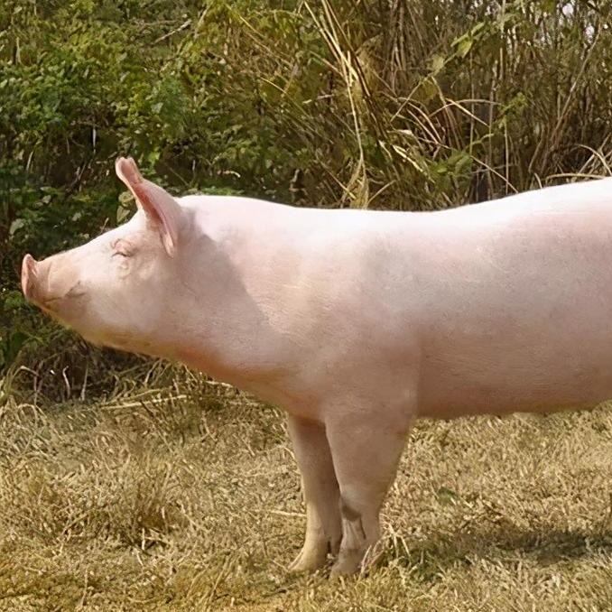 仔猪腹泻症病因调查和防治方法探讨