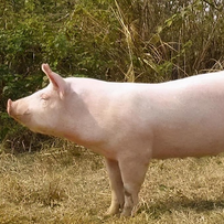 美以伊冲突升级，多家饲企应声涨价！养猪的躺着也中枪