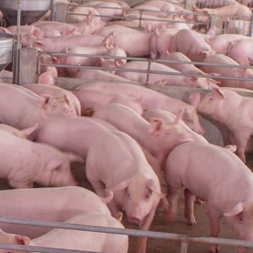 公猪淘汰策略知多少？