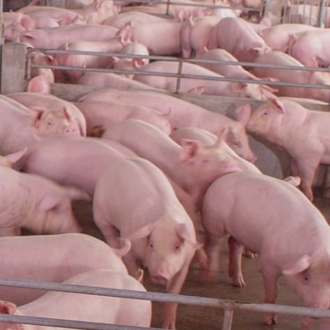 这5种母猪最易发生子宫炎引起淘汰，你还不注意？