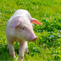 哺乳母猪如何配制饲料