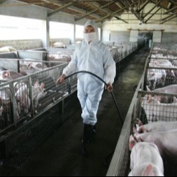 春季这八大常见猪病要如何防治