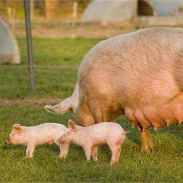 非洲猪瘟病毒基因I型和II型该如何鉴别