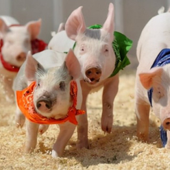 非洲猪瘟防控技术要点