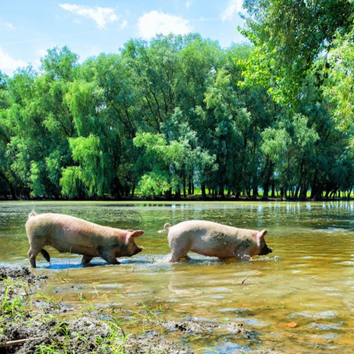 光照对母猪会有什么影响？