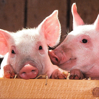 体重回补二育退潮，节后猪价继续下探，又有一公司大动作，紧急换帅