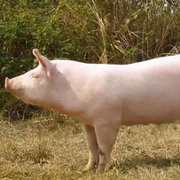 扬州大学包文斌，张帅等：转录因子STAT1对猪德尔塔冠状病毒复制的影响