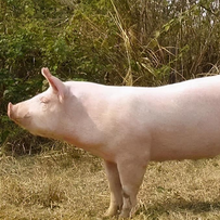 四川省委书记王晓晖会见正大集团资深董事长谢国民一行