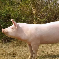 温氏股份披露2026年核心经营规划：肉猪成本5.9元/斤，固投50-60亿加码升级