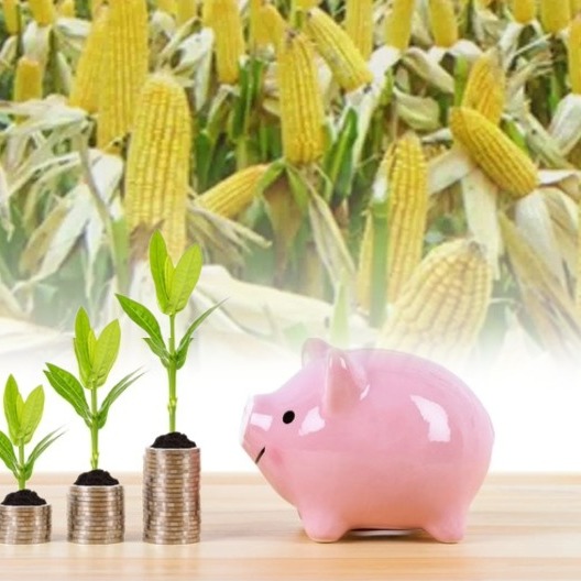 供需拉扯，生猪行情走跌〡玉米行情处于较高位置运行