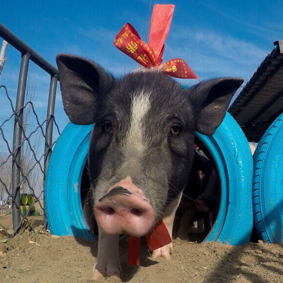 山东省2026年第8周生猪市场行情分析&mdash;&mdash;补栏窗口期到来，预计短期仔猪价格走势仍将处于偏强态势