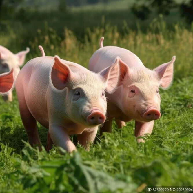 全球哪个国家的养猪成本最低？