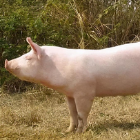 2025年各省生猪出栏量：河南6474万头、四川6248万头，湖南6127万头！丨22省出栏同比增长