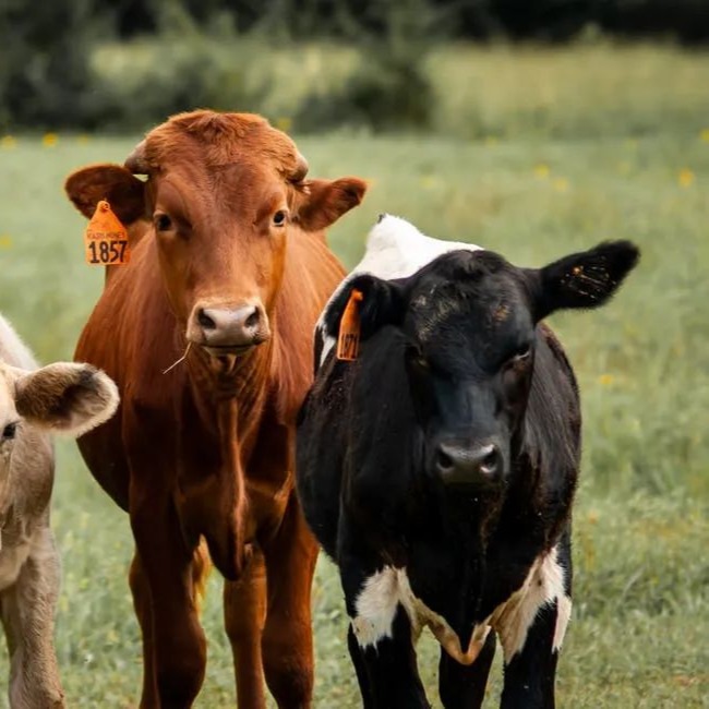 怪不得你家的牛总有问题，那是因为盐没喂好