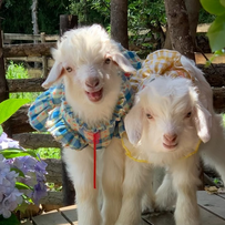 2026年辽宁绒山羊流通体系建设与购销形势分析