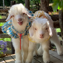 2026年辽宁绒山羊种群结构与产能供给形势总结