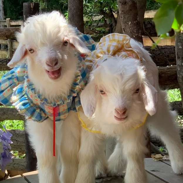 2026年辽宁绒山羊常见病防治与健康养殖管理技术总结 