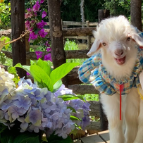 2026年辽宁肉羊市场价格影响因素与后市趋势判断