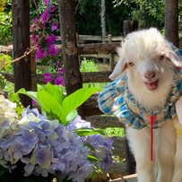 2026年辽宁绒山羊高效养殖技术集成与降本增效实践总结