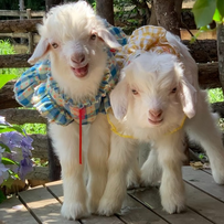 2026年辽宁绒山羊高质量发展方向与产业升级路径总结