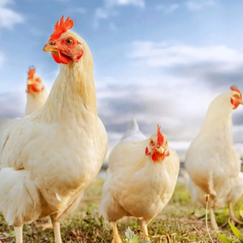 春季家禽养殖易发疾病及肝病防治措施