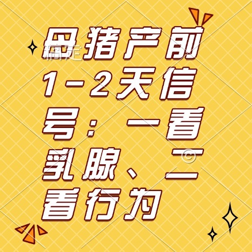 母猪产前1-2天信号：一看乳腺、二看行为