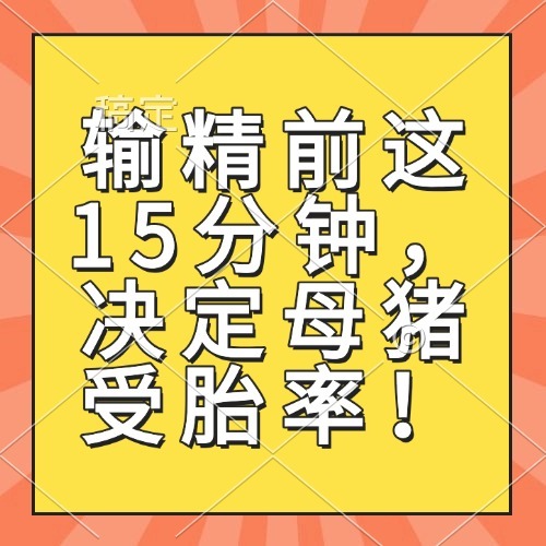 输精前这15分钟，决定母猪受胎率！