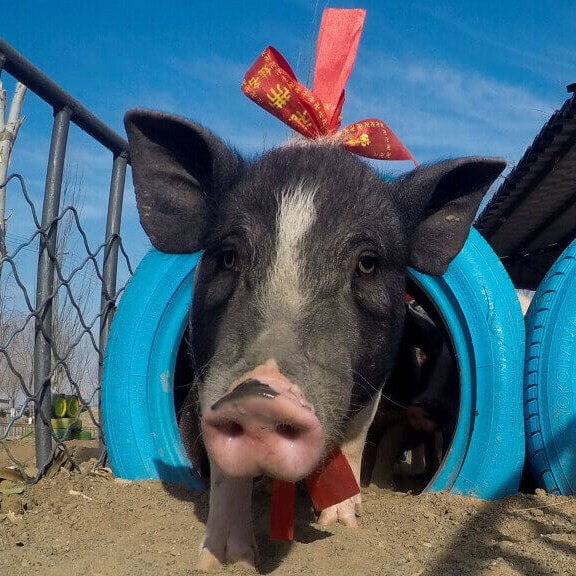 中东战火如何烧高我们的猪饲料？养猪人必看的成本预警！