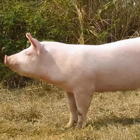 正大集团资深董事长谢国民、董事长谢吉人应邀赴中国驻泰国大使馆，共庆元宵、共话情谊