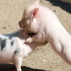 猪蓝耳病与其他病混合多样，怎样精准鉴别与防控？