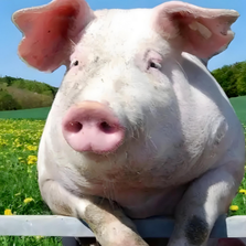 常用兽药标准剂量表，仔猪到母猪全覆盖！