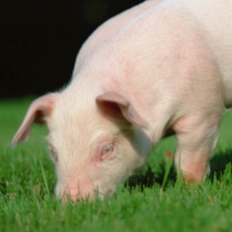 市场情绪能否缓解猪市浓厚的&ldquo;低迷&rdquo;