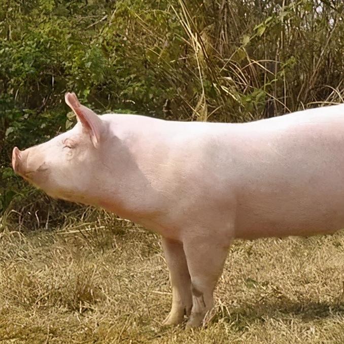 秦英林的7谈｜聚焦两会养猪大模型，解码中国生猪产业高质量路径