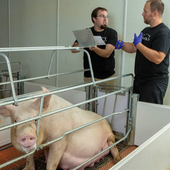 猪场消毒不规范，等于白忙活！