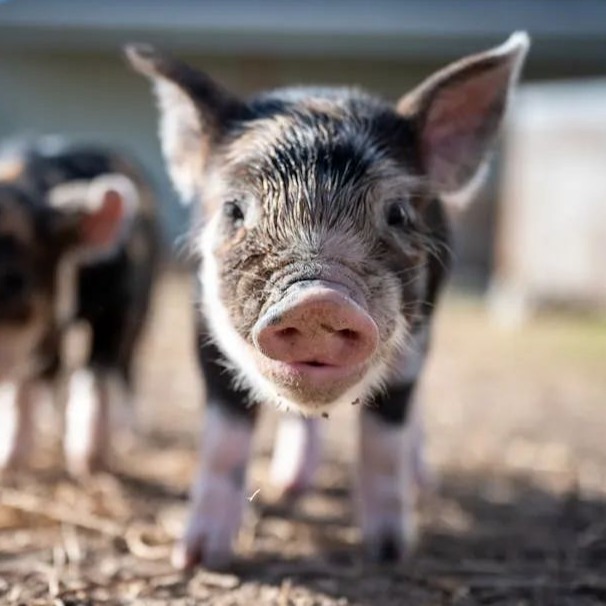 太危险了！3月猪价暴跌，逼近成本线！最大原因曝光！附3月8日猪价....