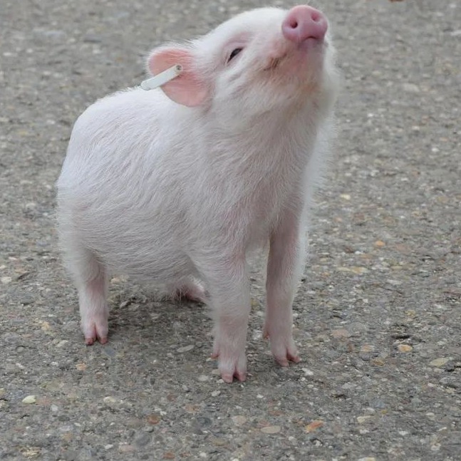 顶不住！战火持续，饲料再涨100元/吨！多家饲料企业集体调价.....