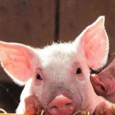 触目惊心！天坑变&ldquo;粪坑&rdquo;，直逼长江！官方紧急彻查，涉事养殖场被清栏！