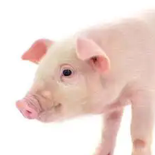 2026年3月9日仔猪&ldquo;分公斤阶段&rdquo;价格行情走势报价