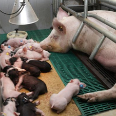 小猪教槽如何科学的补料