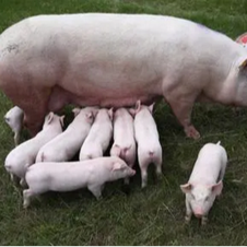 异常颗粒料是如何产生原因的和改进办法