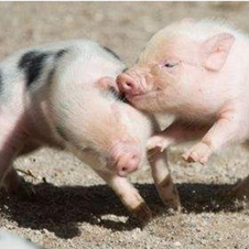 仔猪油皮病要怎么治？