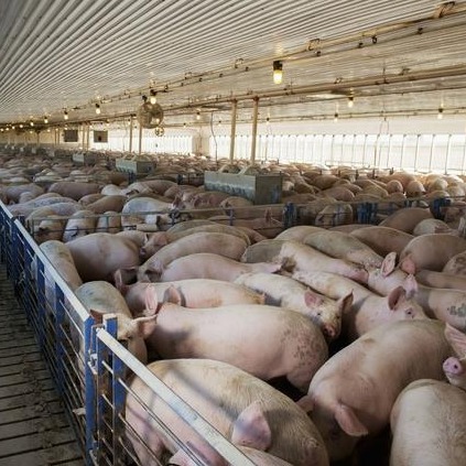 猪场如何能发挥消毒的作用？