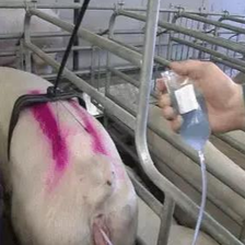 猪呕吐背后的真相及防控秘籍