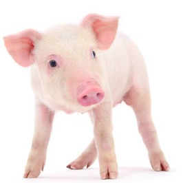 3月养猪一定记得&ldquo;三点&rdquo;