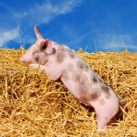 【养猪技术】猪价低迷时养殖户易犯的7大错误