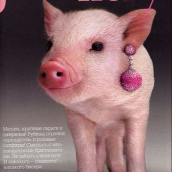 养猪业的夏日大考：如何破解热应激下的肠道健康难题