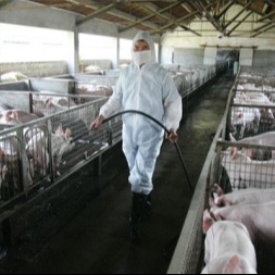 非洲猪瘟远距离传播实证：人类活动 + 污染产品成关键推手