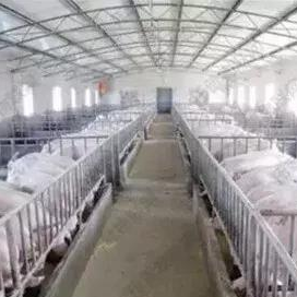 建猪场不是搭棚子！一文读懂现代化猪场设计核心要点